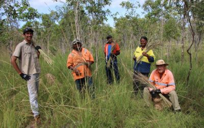 Traditional Owner employment