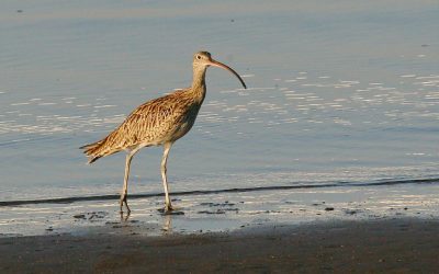 New Threatened Species Action Plan welcomed by Queensland’s natural resource management sector