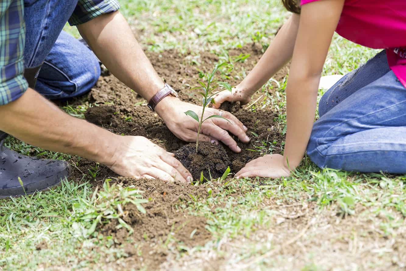 Tree-planting-Can-Stock-Photo---jkha Hands of two people planting a new tree in the soil