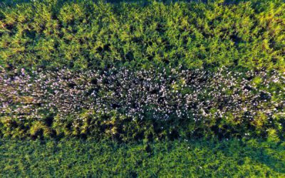 Native vegetation, soils and sustainable farming the focus of natural resources funding