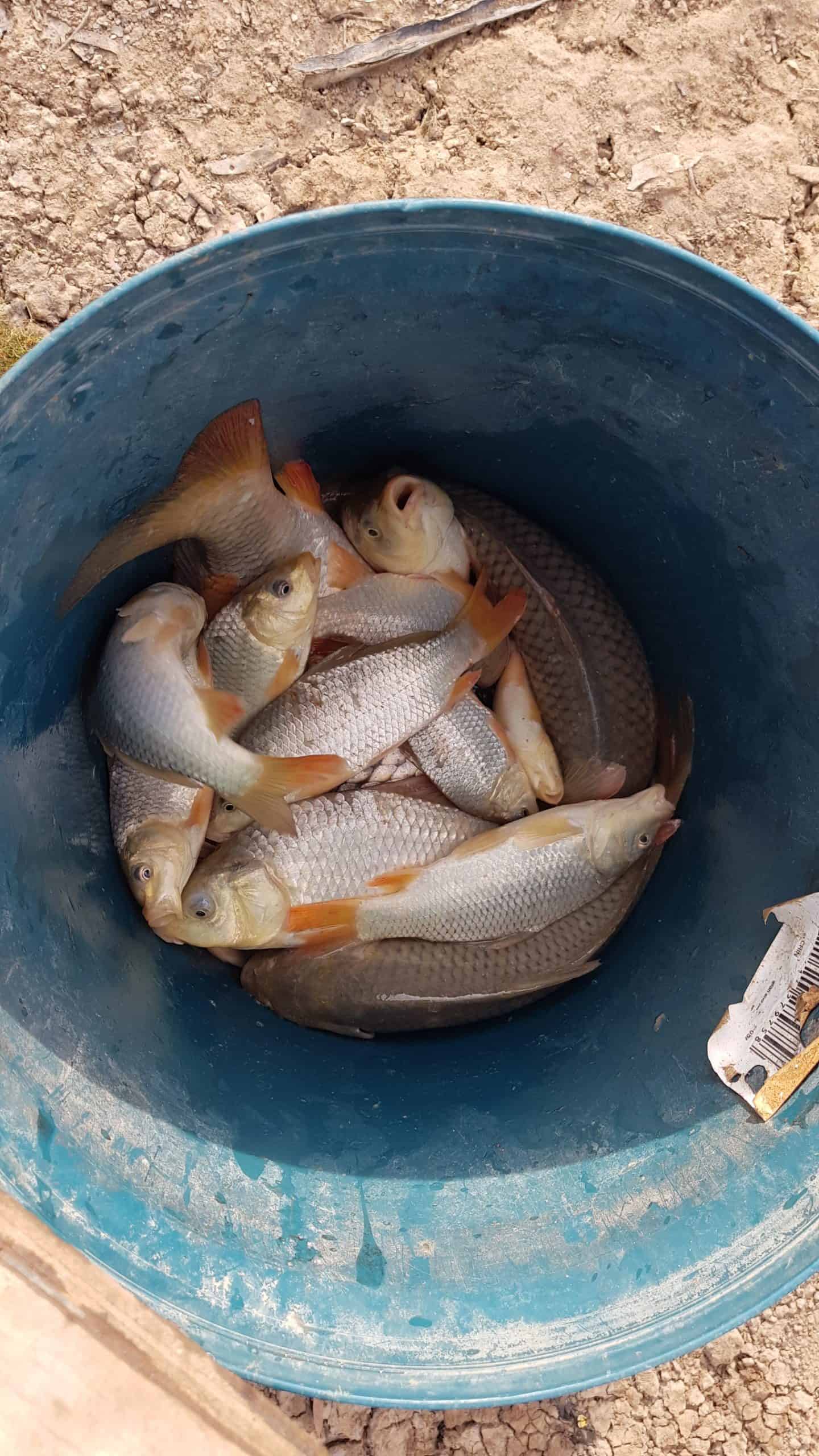 Bucket of carp, south west Queensland