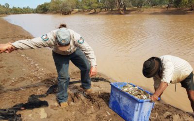 Carp numbers down in Ramsar wetlands – Southern Queensland Landscapes