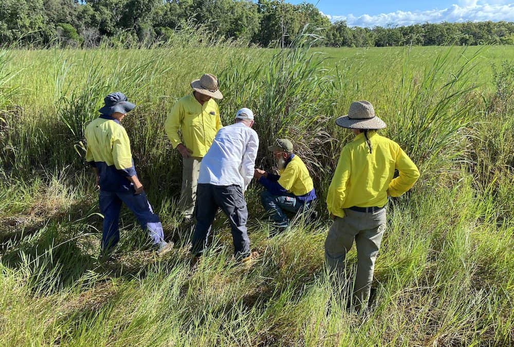 Weeding out invasive species – Cape York NRM