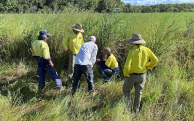 Weeding out invasive species – Cape York NRM