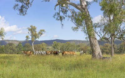 Queensland’s NRM sector backs independent EPA