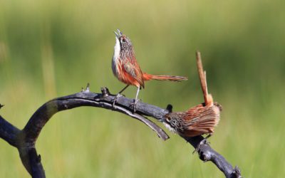 Reducing the impact of fire on endangered Carpentarian Grasswren – Southern Gulf NRM