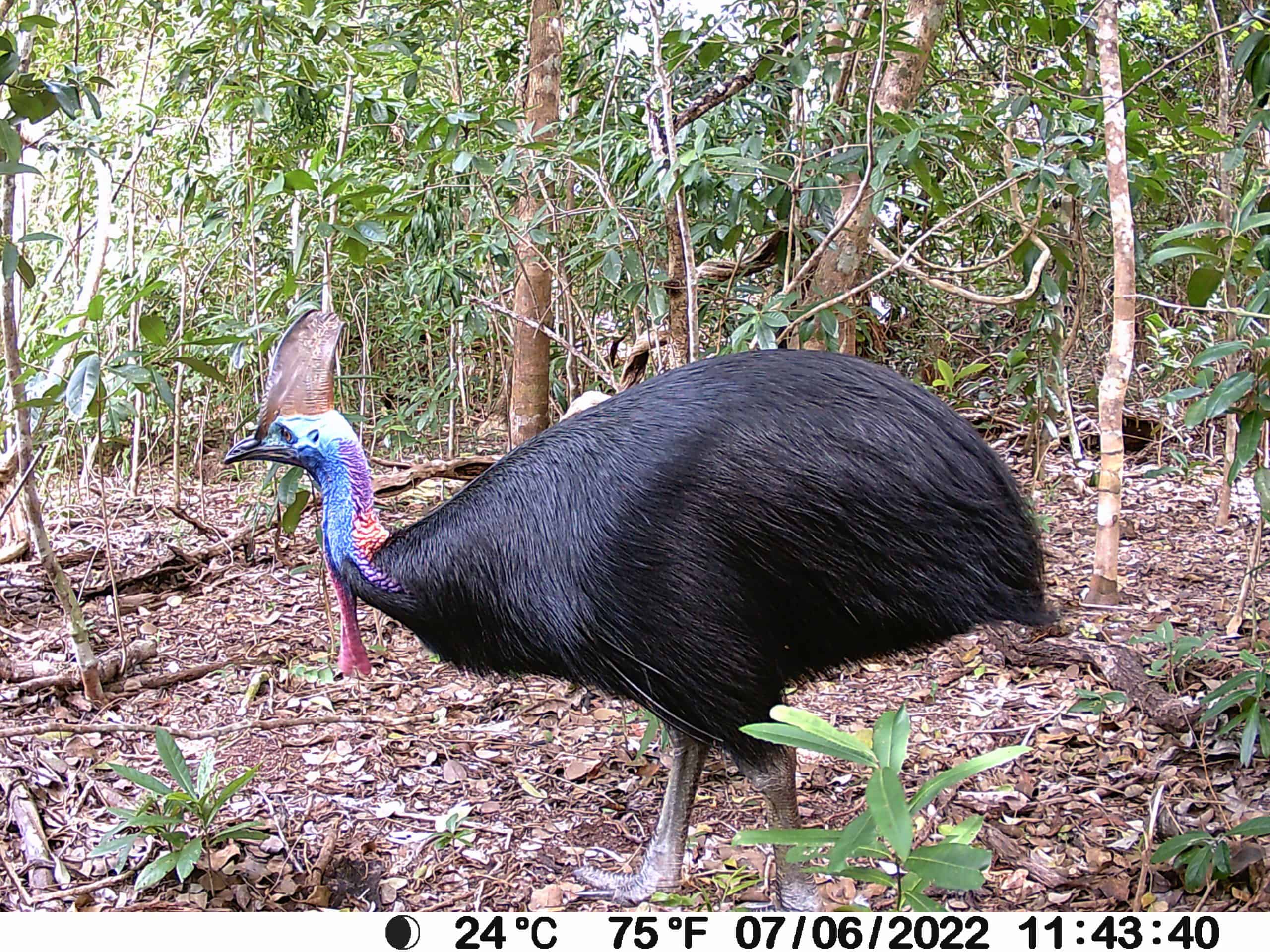 Protecting Queensland’s threatened species: NRM in action