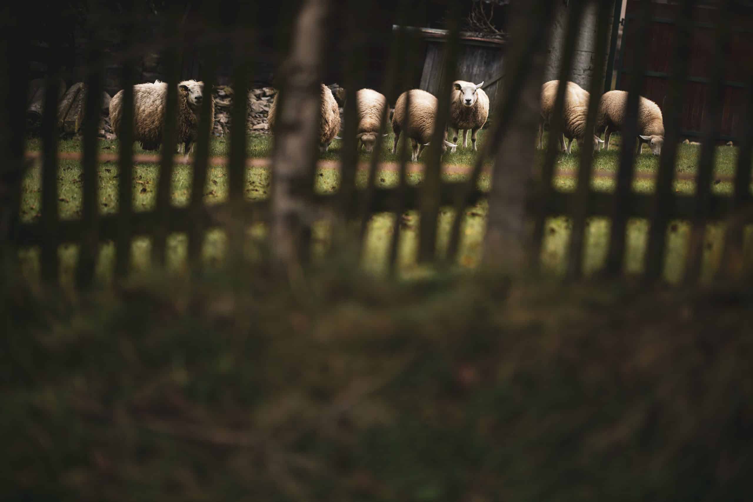 Biosecurity in Queensland’s NRM regions