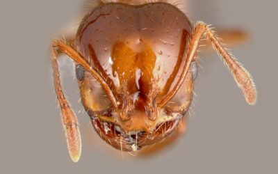 Fire Ants pose $2 billion threat