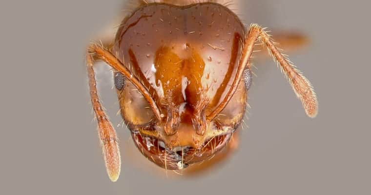 Fire Ants pose $2 billion threat