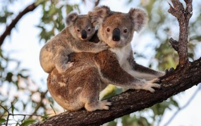 Koala conservation builds momentum in regional Queensland