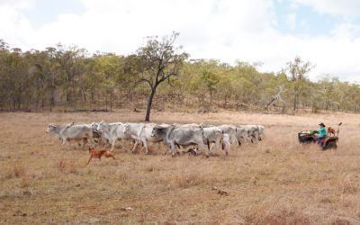 Century-old cattle station works improve pastures as well as Reef