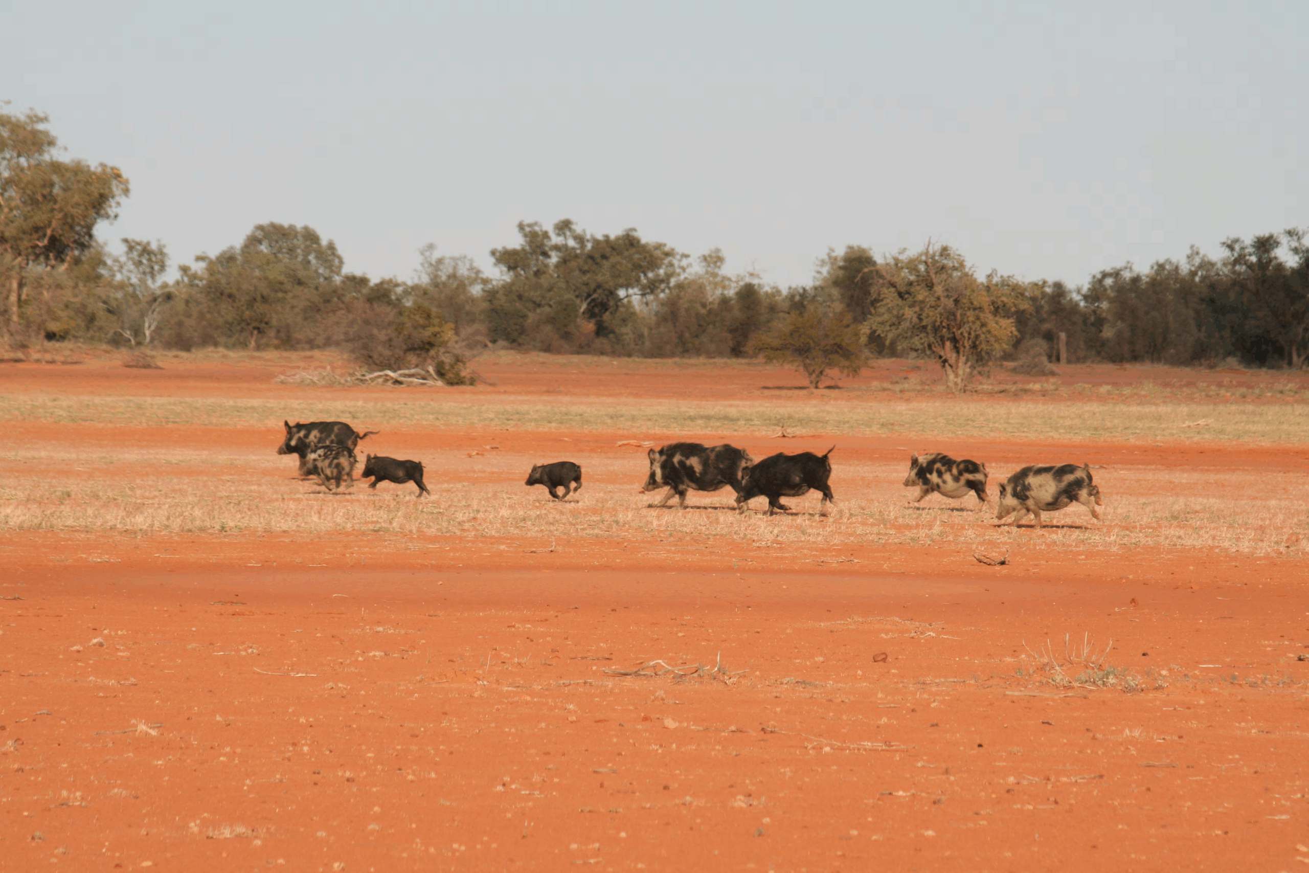 Stepping up the fight against Queensland’s invasive species