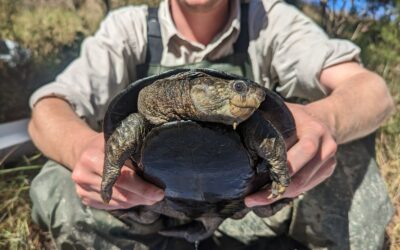 Queensland NRM leading the way in turtle conservation