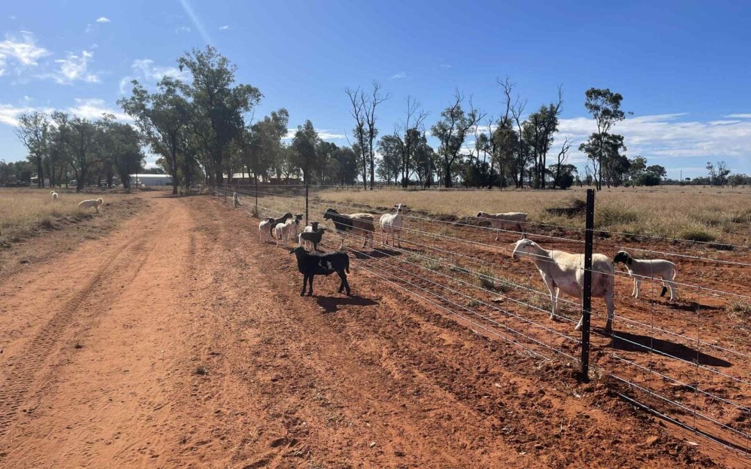 Natural Resources Recovery Program delivers landscape-scale gains for Queensland graziers