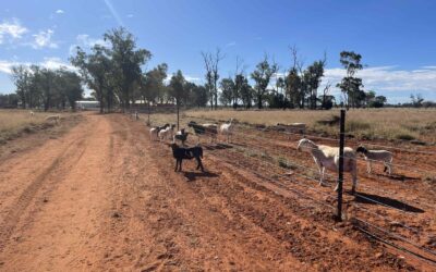 Natural Resources Recovery Program delivers landscape-scale gains for Queensland graziers