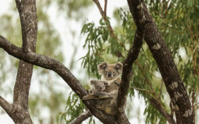 Queensland koala projects supported by new habitat monitoring tool