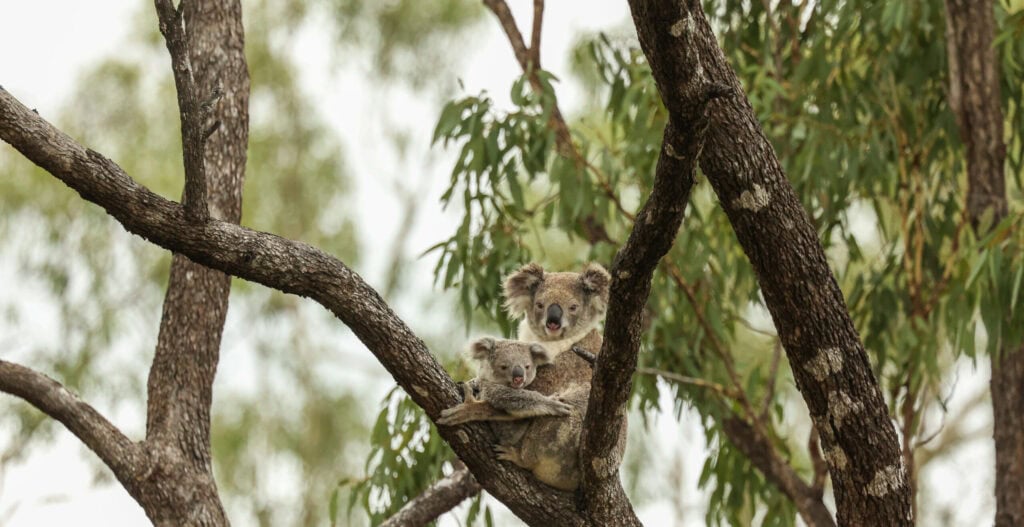 Queensland koala projects supported by new habitat monitoring tool