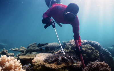 Coral reefs to cattle farms: NRM funding to enhance Far North Queensland’s native vegetation