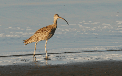 Queensland invests in frontline biosecurity readiness