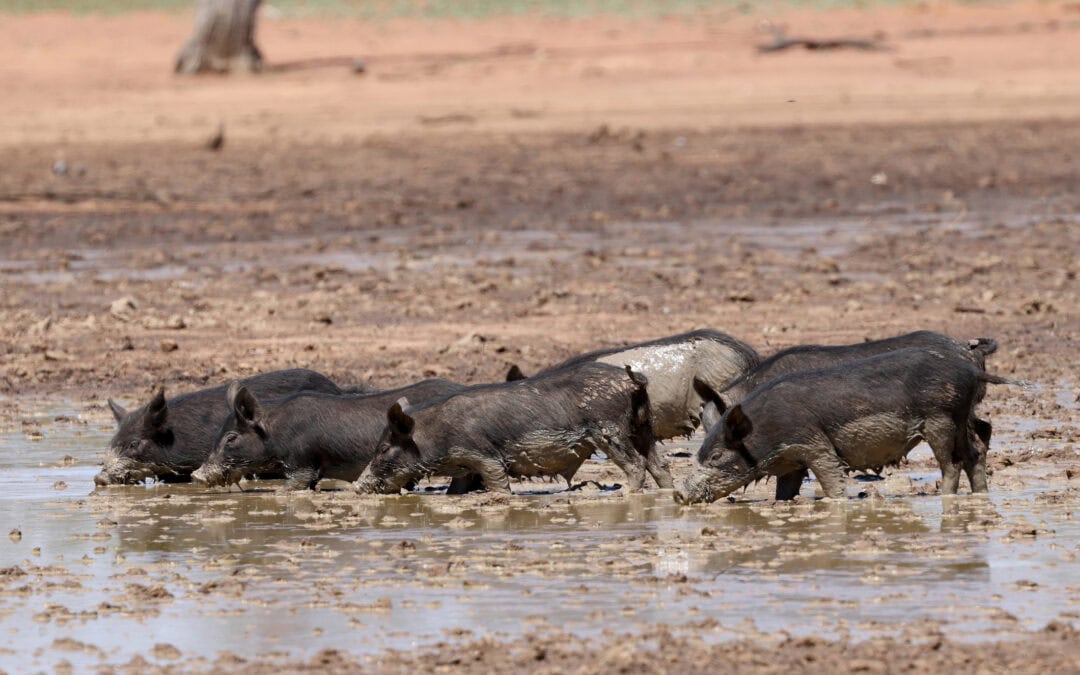 Delivering Queensland’s Biosecurity Strategy through regional action