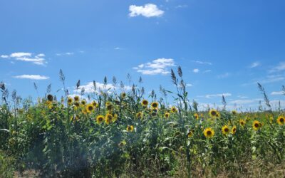 Graziers driving improved land management across Queensland