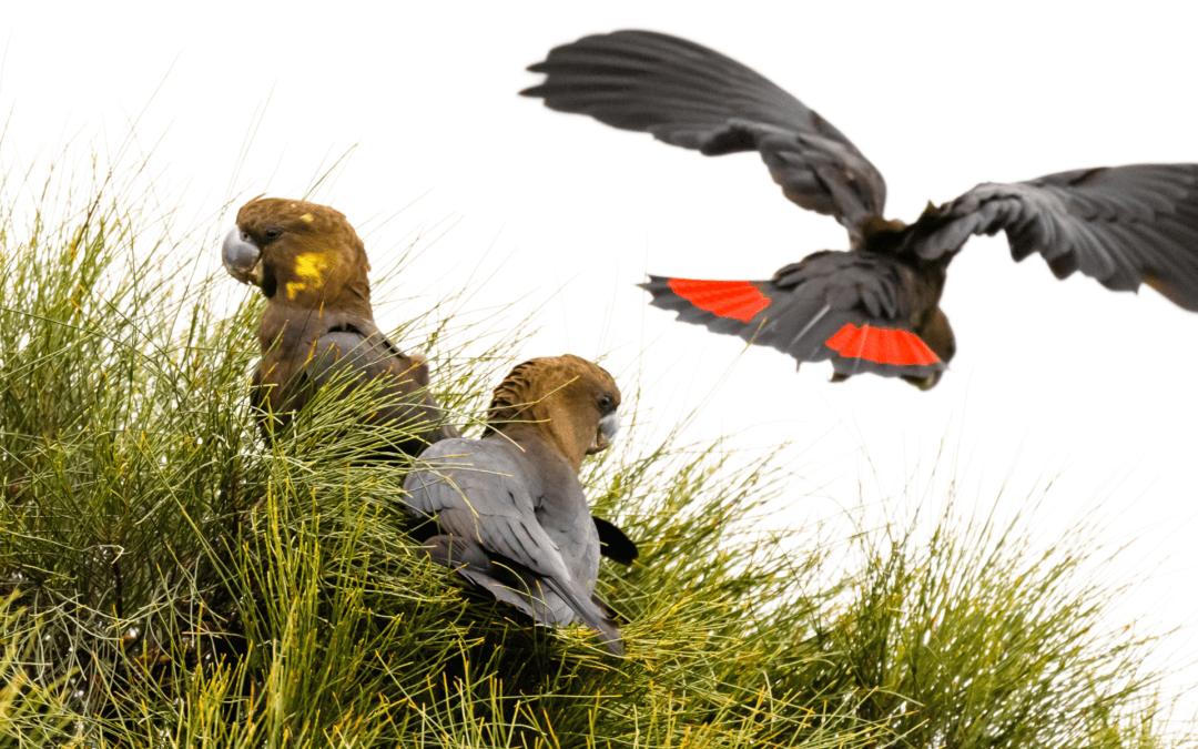 Biodiversity benefits reaching across Queensland