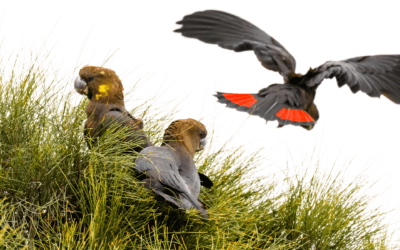 Biodiversity benefits reaching across Queensland