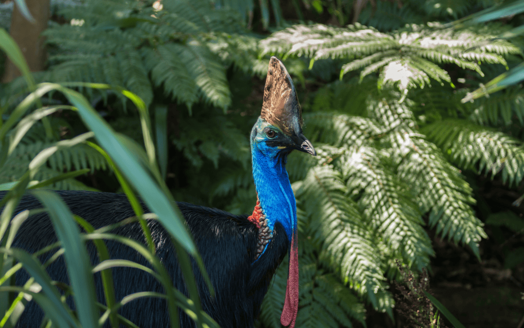Understanding environmental markets: A practical guide for landholders and advisors